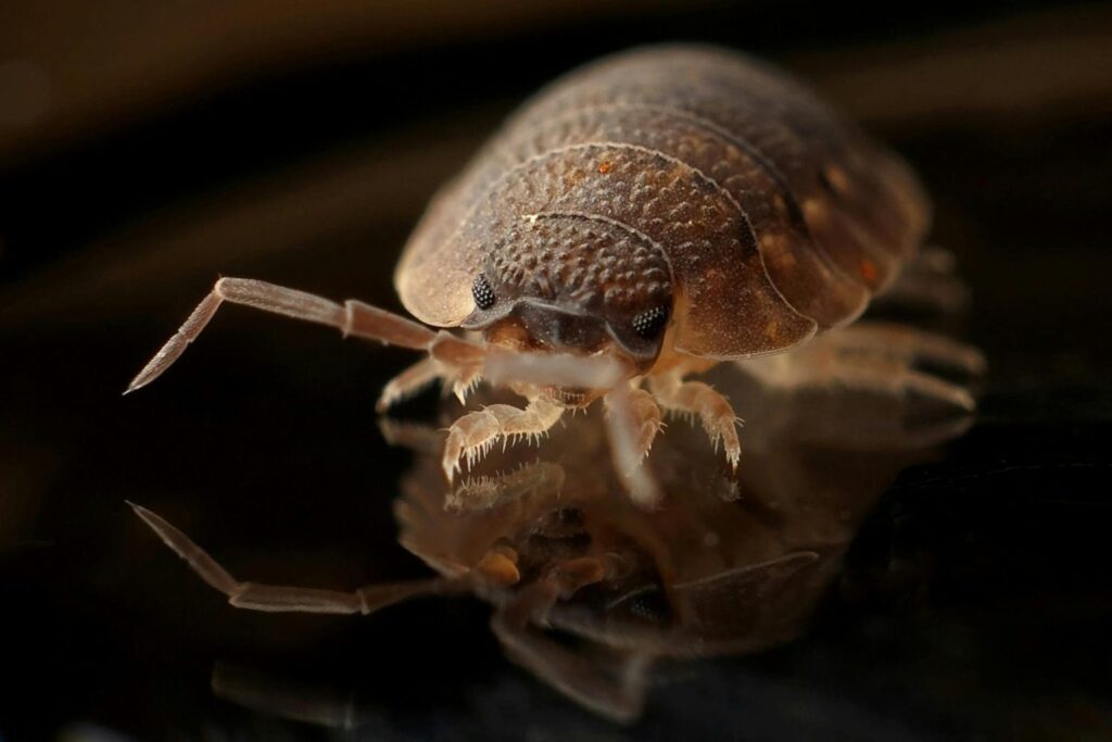 Bed Bug Treatment in Singapore: Complete Process Guide