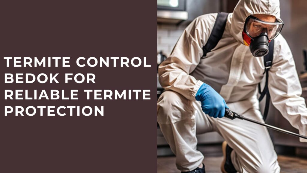 Termite Control Bedok for Reliable Termite Protection