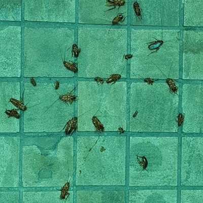 Cockroaches-1